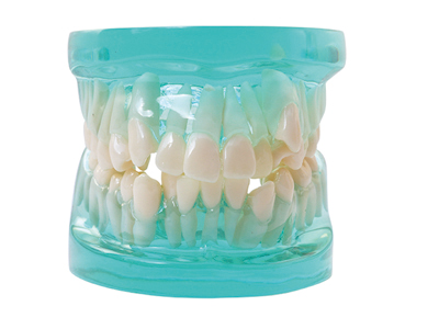 HST-B5 Orthodontic Model