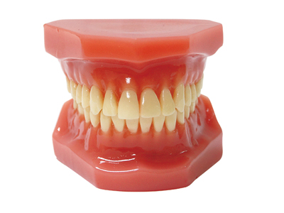 HST-B6 Orthodontic Model