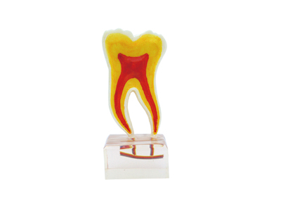 HST-C20 Anatomy Teeth Model