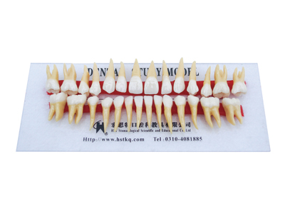 HST-D1 Anatomically Rooted Teeth with two colors