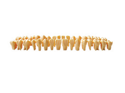 HST-D9 Twice Permanent Teeth Model