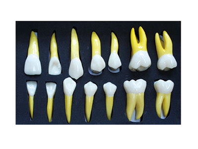 HST-D10 4Times Permanent Anatomical(Right Side 14PCS)