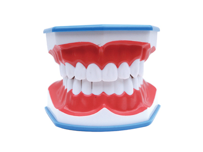 HST-N12 Teeth Brushing Model with Tongue