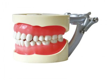 HST-A8标准牙模型