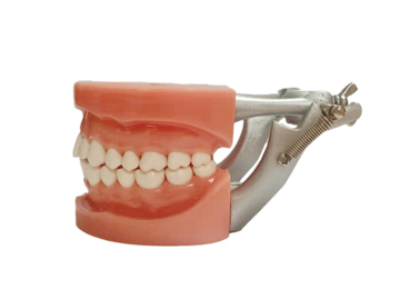  HST-A6标准牙模型